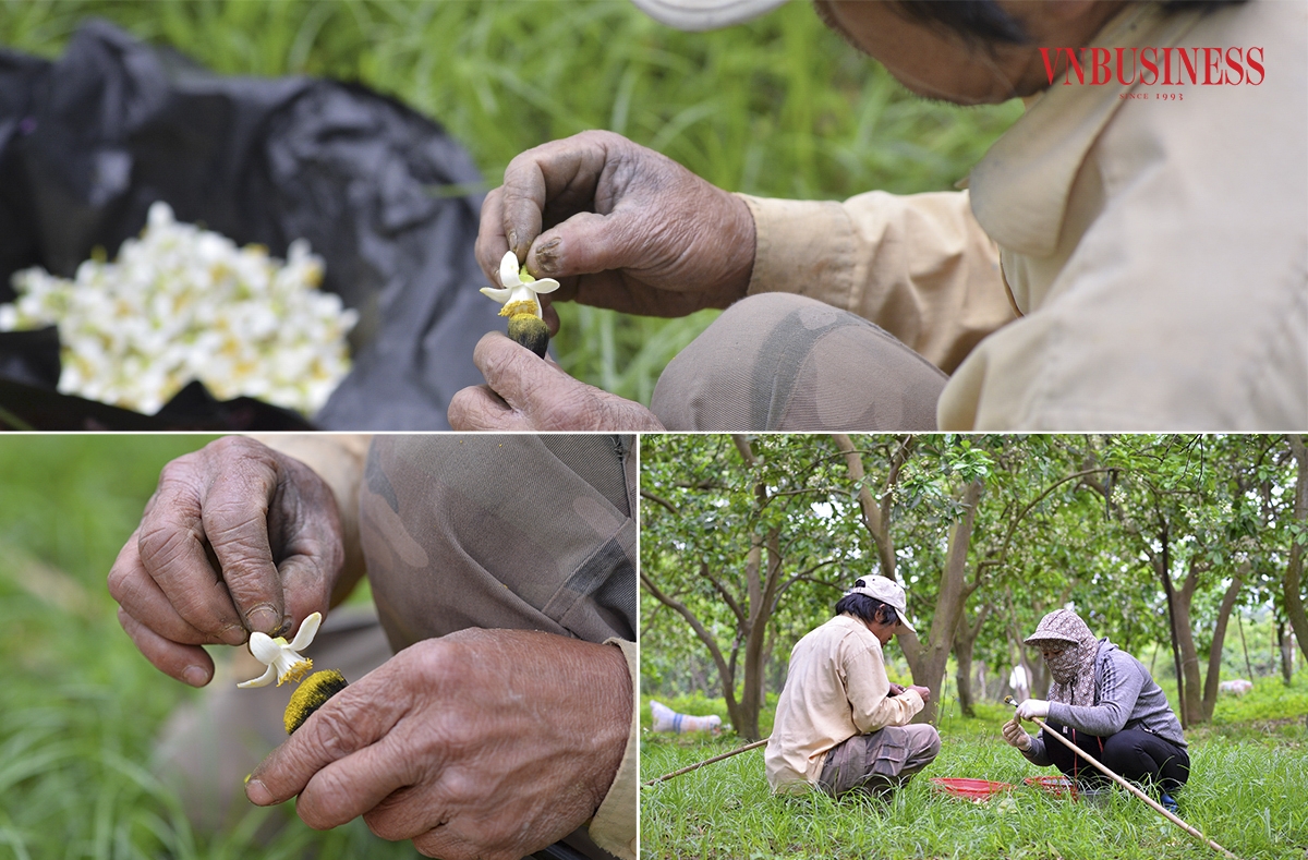 Công cụ để thụ phấn cho hoa là những chiếc chổi dặm phấn trang điểm, hoặc chổi có lông mềm, đảm bảo có sự bám dính và không làm hư hại cánh và nhụy hoa.