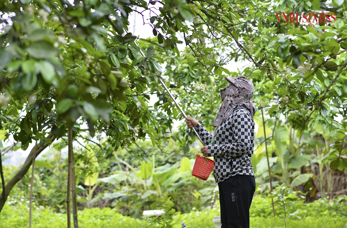 Những bông hoa để lấy phấn được được lựa chọn kỹ lưỡng từ những cây bưởi lâu năm, có chất lượng cao, khi chổi lông dày đặc phấn hoa được lấy từ những bông hoa mồi thì bắt đầu bôi trực tiếp vào các nhụy hoa trên cây.