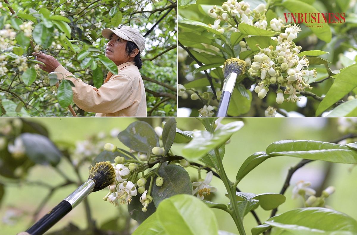 Đây là công việc đòi hỏi phải có sự tỉ, mỉ tinh mắt và khéo léo, sử dụng những cây sào dài 2-3m để thụ phấn cho những bông hoa từ cao đến thấp.