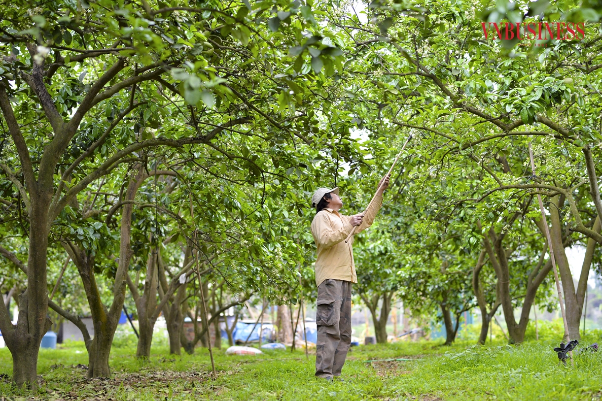 Theo tìm hiểu, thời gian thụ phấn đạt hiệu quả nhất là vào buổi sáng khi có ánh nắng, hoặc tầm giữa buổi chiều.