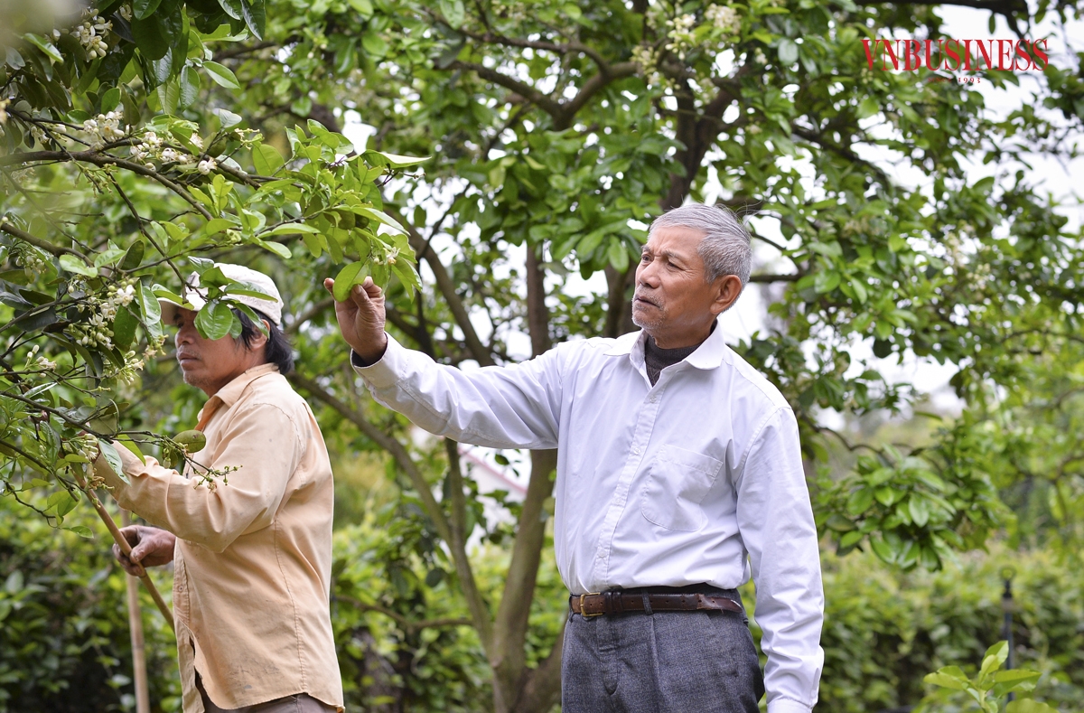 Ông Lê Hữu Diện &lpar;áo trắng&rpar;, Giám đốc HTX Nông nghiệp sạch Đức hậu Lưu Quang cho biết, nếu để cây bưởi phát triển tự nhiên thì tỷ lệ đậu quả chỉ đạt không quá 60%. Việc thụ phấn bằng tay sẽ cho tỷ lệ đậu quả đạt trên 90%.