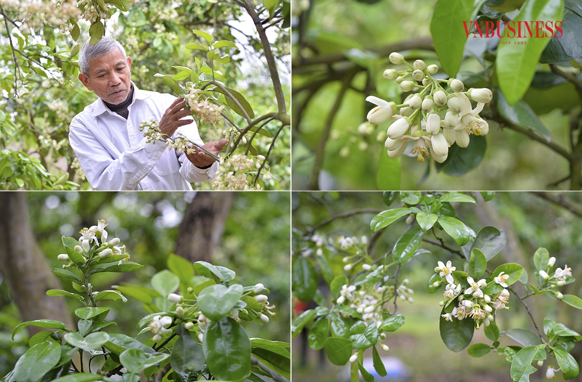Cũng theo ông Diện, hoa bưởi là lưỡng tính nên hoa nào cũng có thể cho quả, thường hoa 5 cánh sẽ cho quả to hơn hoa 4 cánh. Quả bưởi đậu từ phương pháp này thường có chất lượng cao hơn, vỏ mịn, quả căng mọng và đồng đều, được thị trường rất ưa chuộng.