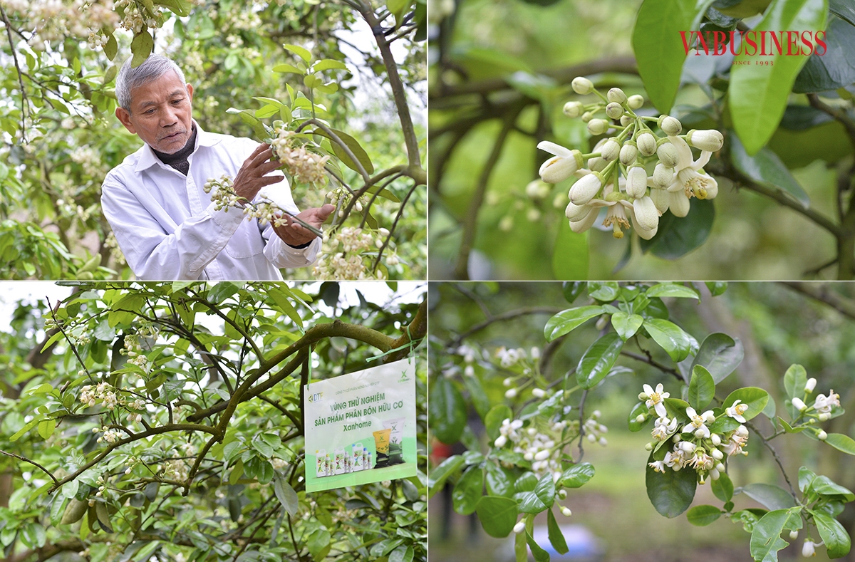 Cũng theo ông Diện, hoa bưởi là lưỡng tính nên hoa nào cũng có thể cho quả, thường hoa 5 cánh sẽ cho quả to hơn hoa 4 cánh. Quả bưởi đậu từ phương pháp này thường có chất lượng cao hơn, vỏ mịn, quả căng mọng và đồng đều, được thị trường rất ưa chuộng.