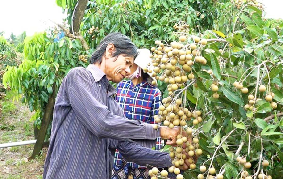 Cách tác an toàn giúp nông dân Lai Vung nâng cao hiệu quả sản xuất.
