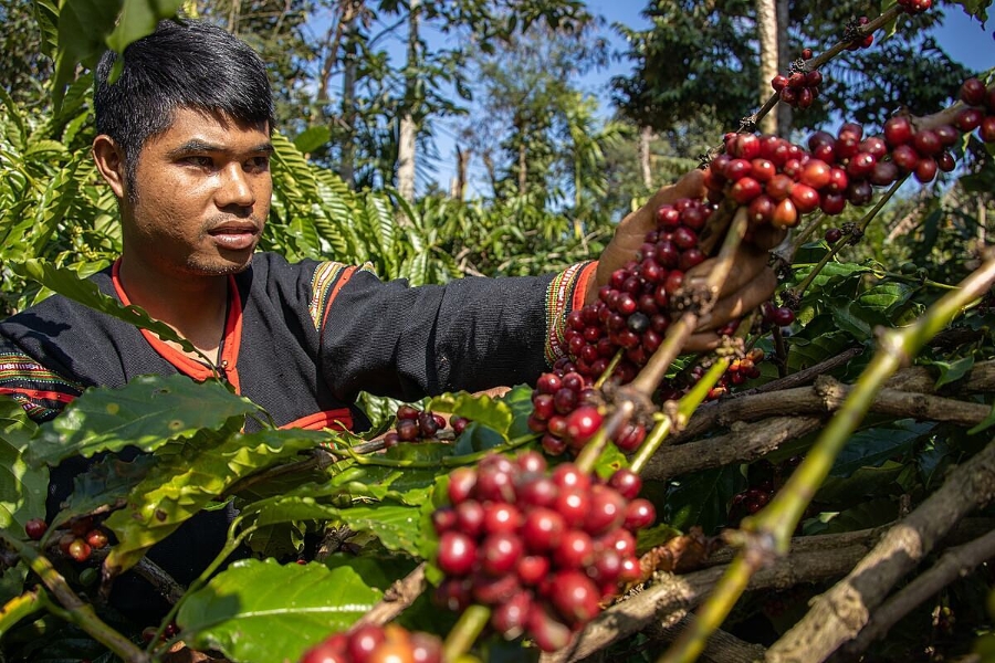 Giá cà phê tăng ở các vùng trồng trọng điểm.