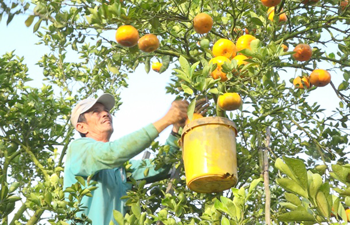 Những cây trồng chủ lực như quýt hồng, thanh long đang mang lại giá trị cao cho nông dân Lai Vung.