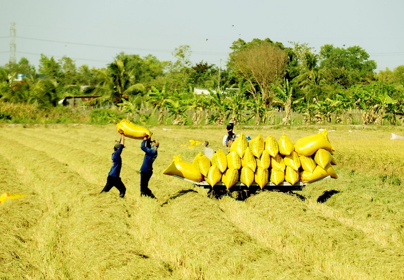Bộ trưởng Bộ Công thương Nguyễn Hồng Diên khẳng định sẽ bảo đảm nguồn cung và ổn định thị trường lúa gạo trong nước, giúp kiểm soát giá và đảm bảo lợi ích cho nông dân.