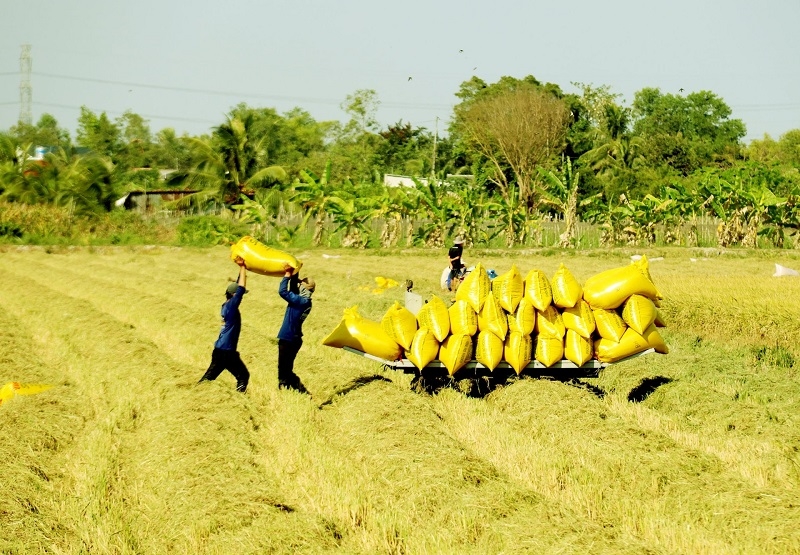 Bộ trưởng Bộ Công thương Nguyễn Hồng Diên khẳng định sẽ bảo đảm nguồn cung và ổn định thị trường lúa gạo trong nước, giúp kiểm soát giá và đảm bảo lợi ích cho nông dân.