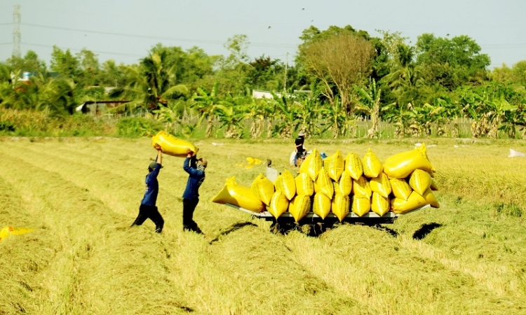 Bảo đảm nguồn cung, ổn định thị trường lúa gạo trong nước