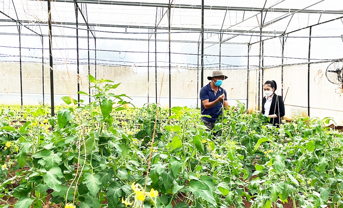 Để phát triển bền vững, nông nghiệp huyện Mang Yang tiếp tục được định hướng phát triển theo hướng công nghệ cao.