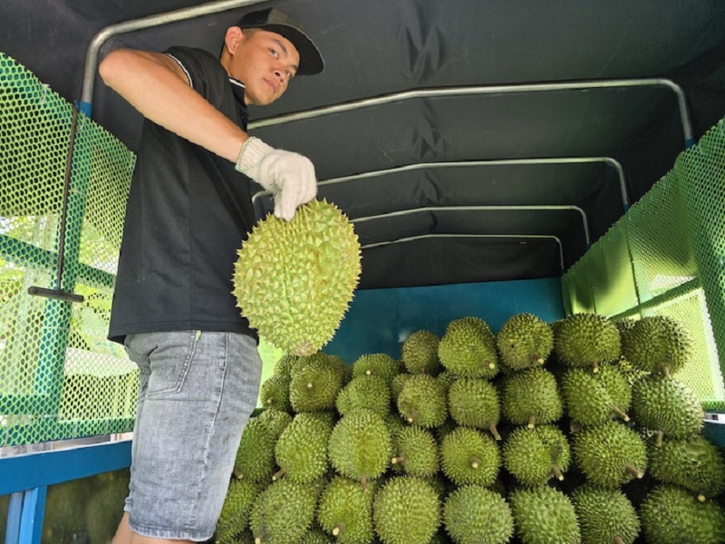 Theo Tổng thư ký VINAFRUIT, thị trường Trung Quốc vẫn kiểm tra 100% lô sầu riêng nhập khẩu vào thị trường này với dư lượng chất vàng O và cadimi.