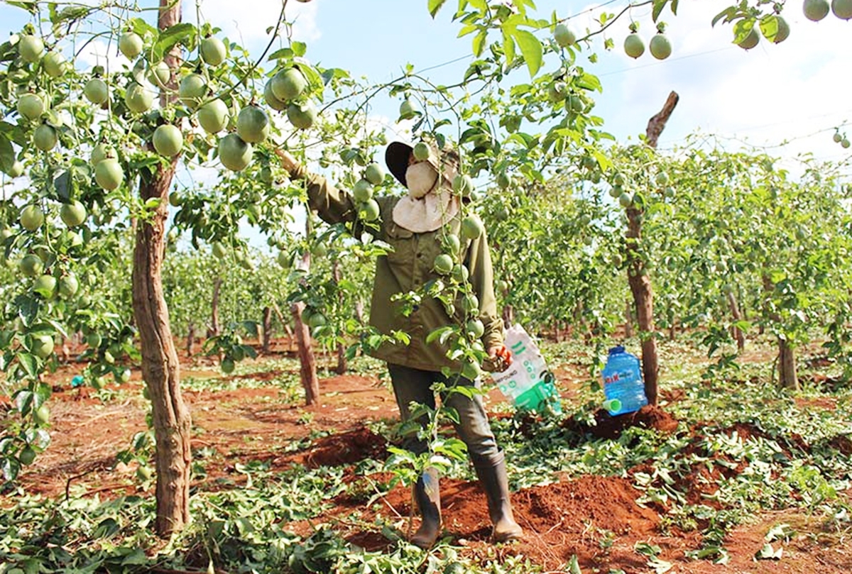 Nhờ đẩy mạnh khoa học kỹ thuật vào sản xuất, nông dân Mang Yang đang tăng thu nhập đáng kể.