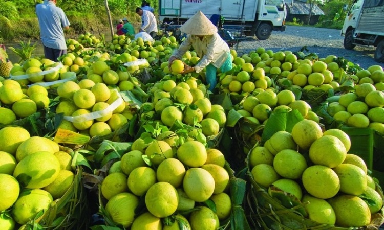 Xuất khẩu hụt hơi, nông sản Việt tìm cách gỡ khó