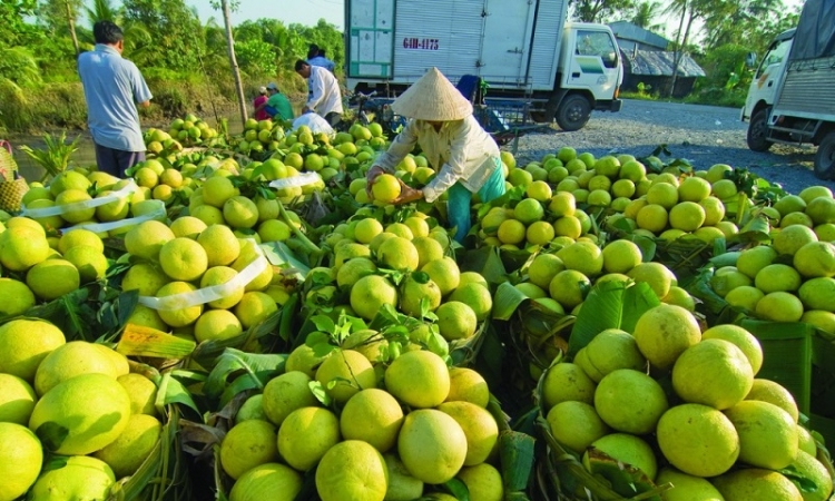 Xuất khẩu hụt hơi, nông sản Việt tìm cách gỡ khó
