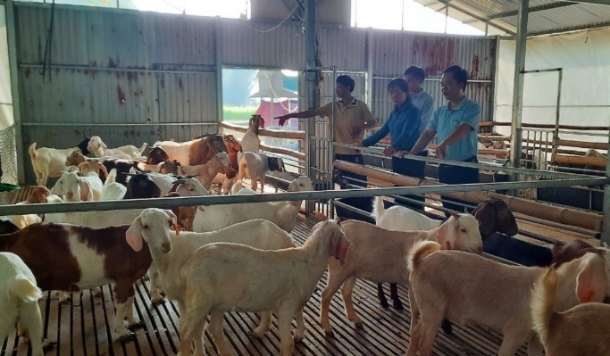 Hỗ trợ HTX, người dân nuôi dê để nâng cao thu nhập ở HTX Thổ Bình.