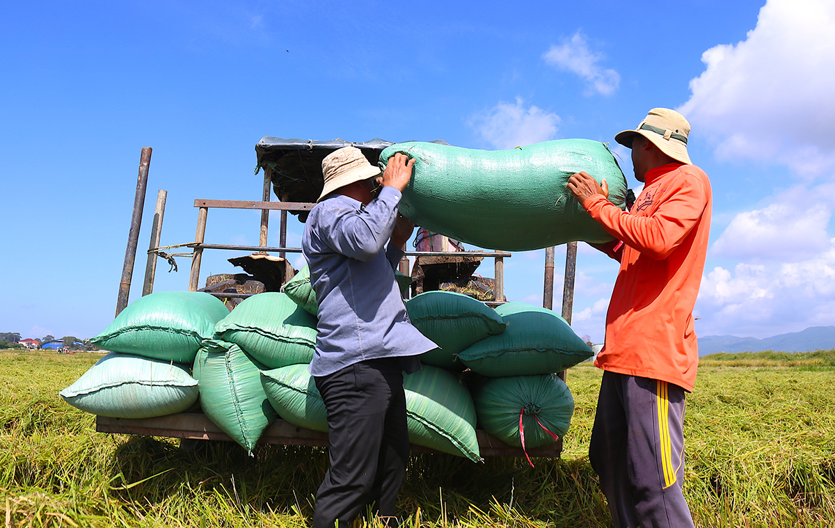 Nhờ sản xuất thông minh, nông dân Bà Rịa - Vũng Tàu có thu nhập tốt hơn &lpar;Ảnh: Mạnh Quân&rpar;.