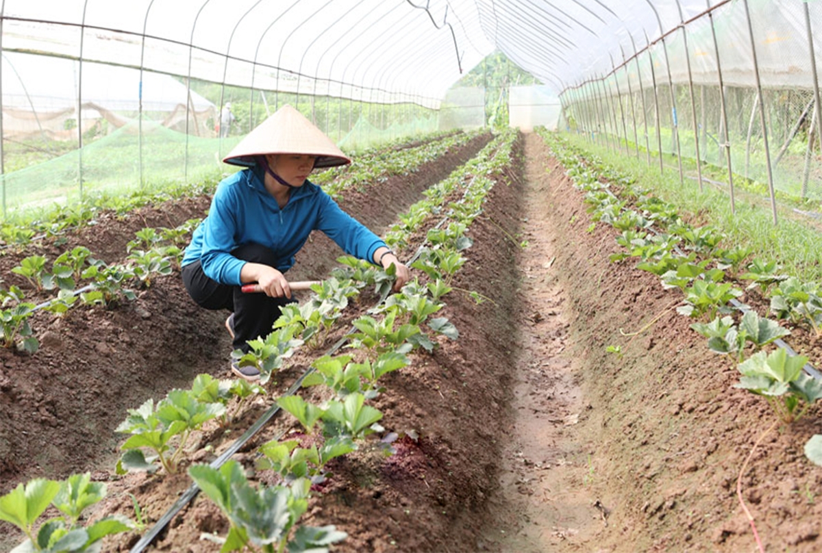 Ứng dụng khoa học công nghệ giúp nông dân Hà Nam thắng lớn.