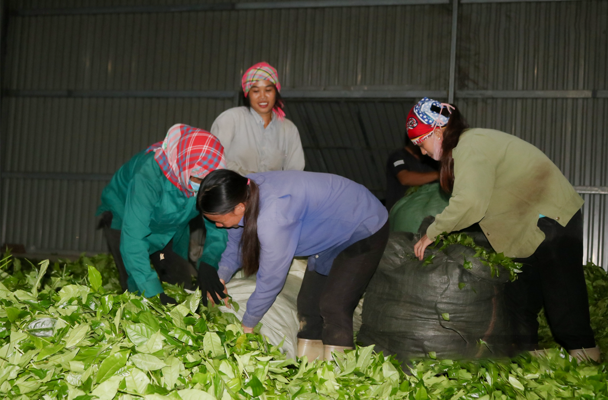 Nông dân phấn khởi nhờ có đầu ra ổn định khi có các HTX, doanh nghiệp thu mua chè.