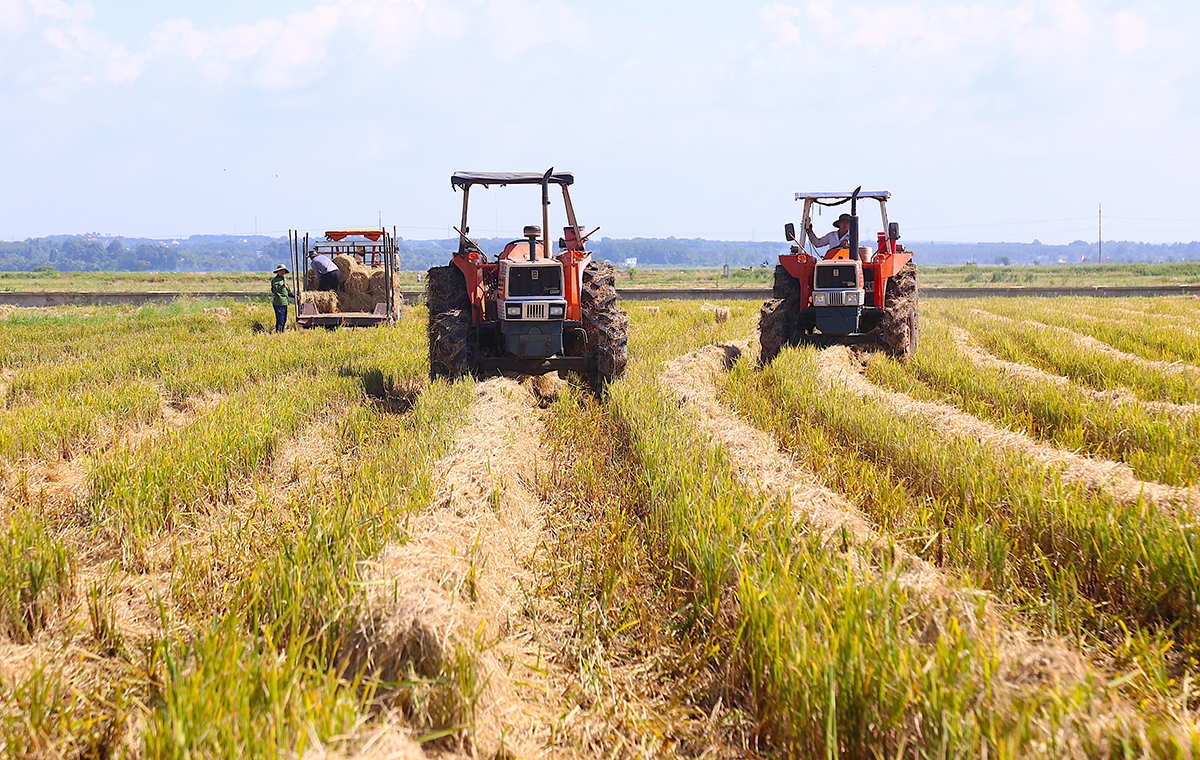 Ngành nông nghiệp Bà Rịa - Vũng Tàu định hướng phát triển theo hướng hiện đại để làm giàu cho HTX, nông dân &lpar;Ảnh: Mạnh Quân&rpar;.