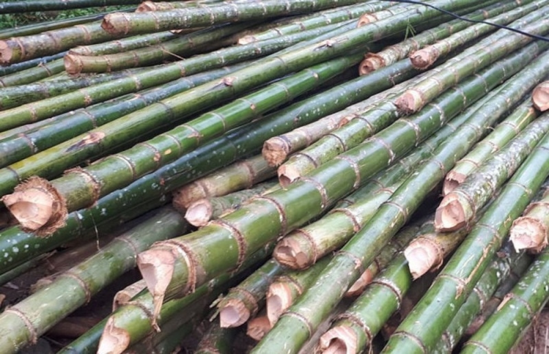 Cây luồng góp phần tạo công ăn việc làm cho hàng trăm lao động là bà con tại địa phương