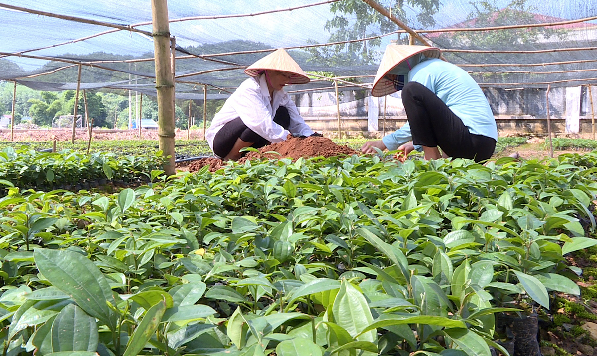 Liên kết trong các HTX giúp nông dân Ba Chẽ nâng cao nội lực sản xuất.