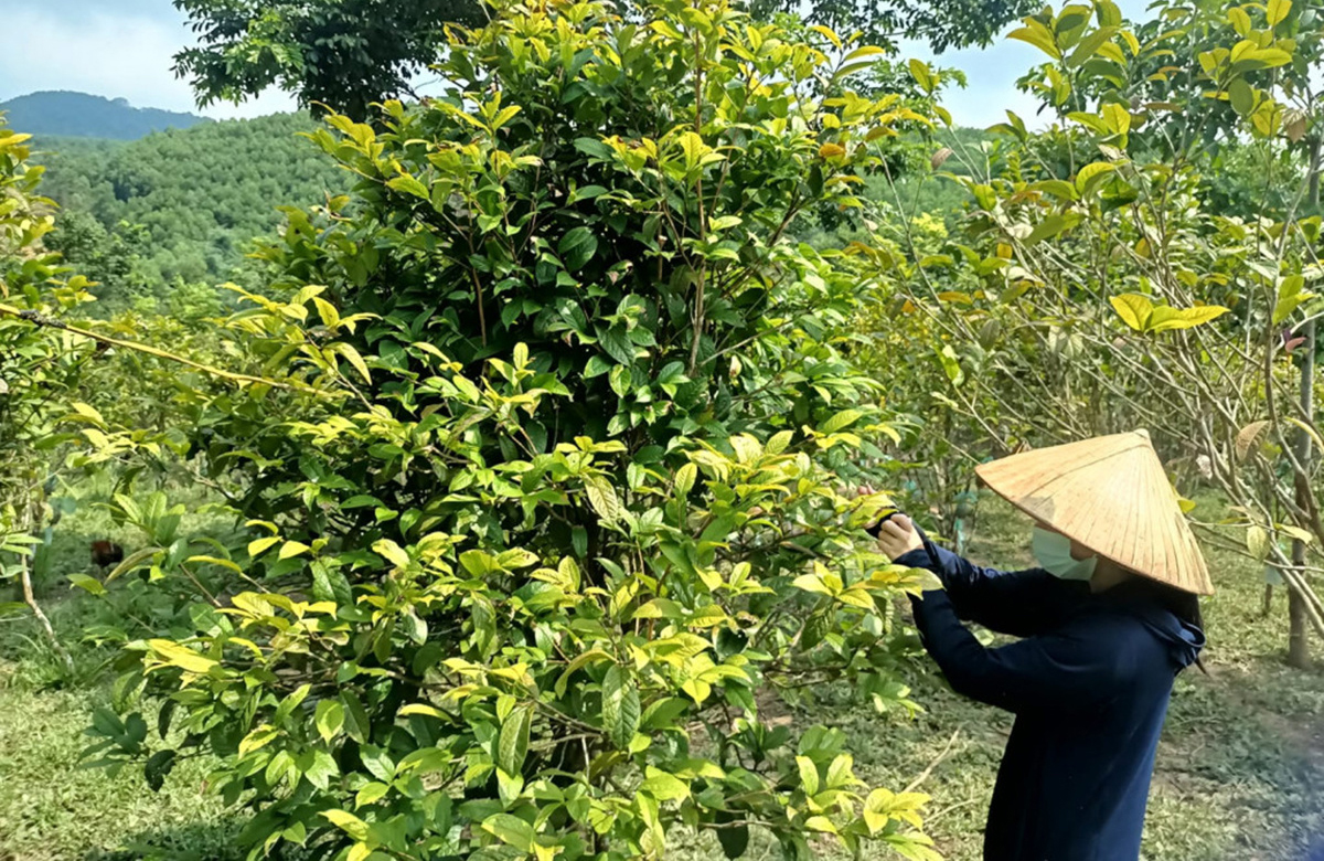 Đồng bào dân tộc thiểu số ở Ba Chẽ đang giảm nghèo, vươn lên làm giàu nhờ ứng dụng thương mại điện tử.