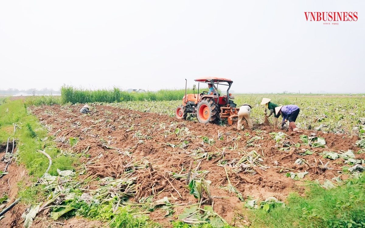 Ứng dụng khoa học kỹ thuật giúp nông dân Hải Dương thắng lớn.