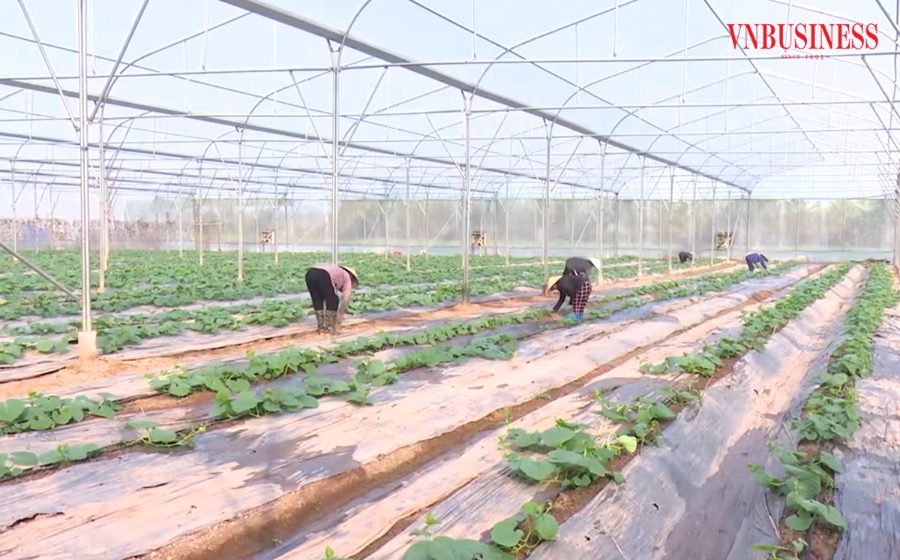 Vào HTX, nông dân Hải Dương có điểm tựa tốt để ứng dụng công nghệ vào sản xuất, nâng cao thu nhập.