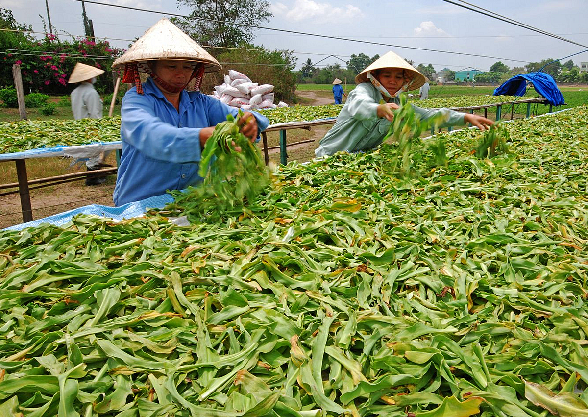 Người dân sơ chế dược liệu.