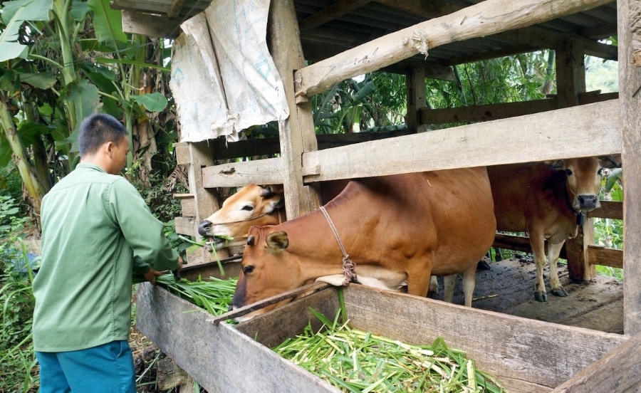 Tham gia vào mô THT, HTX giúp xoá đói giảm nghèo cho người nông dân ở vùng sâu vùng xa, vùng nông thôn.