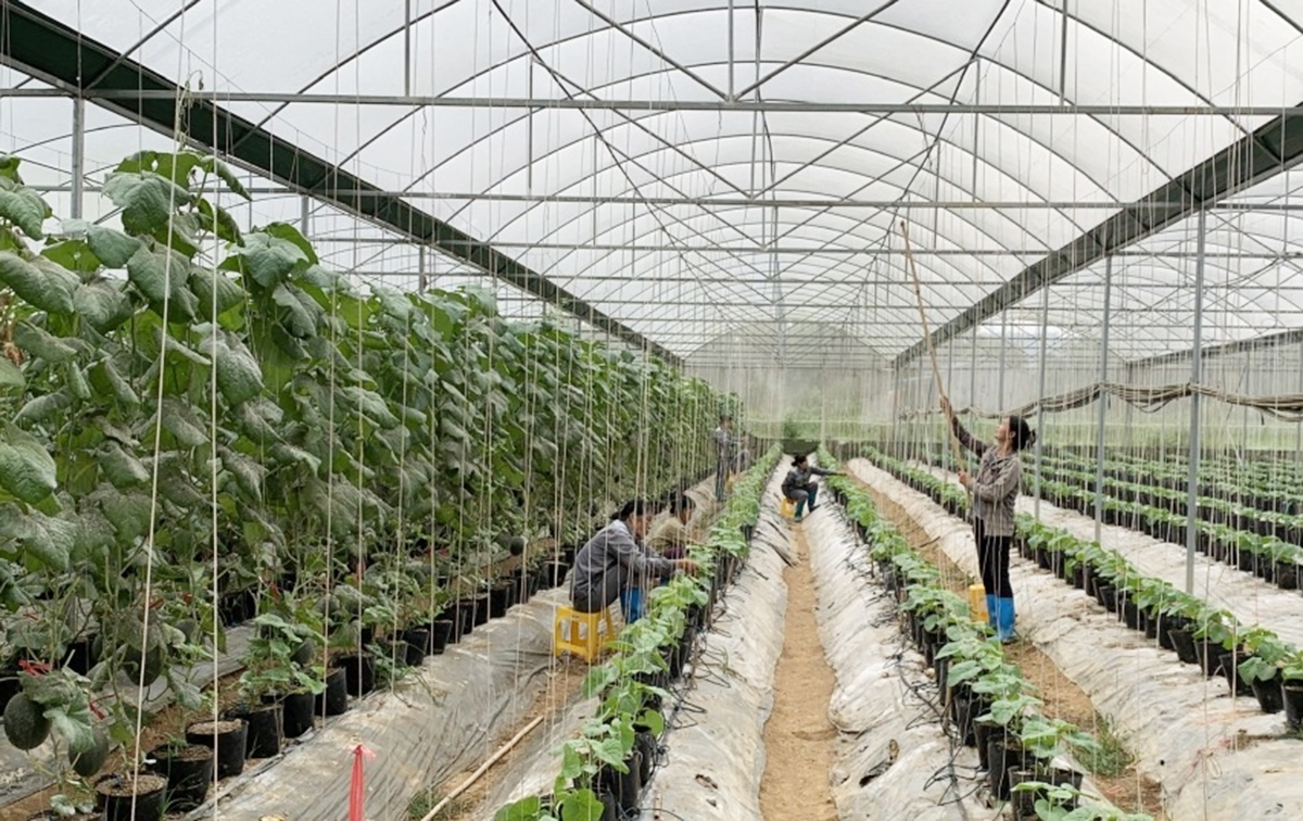 Hà Quảng đang đẩy mạnh chuyển đổi nông nghiệp theo hướng công nghệ cao.