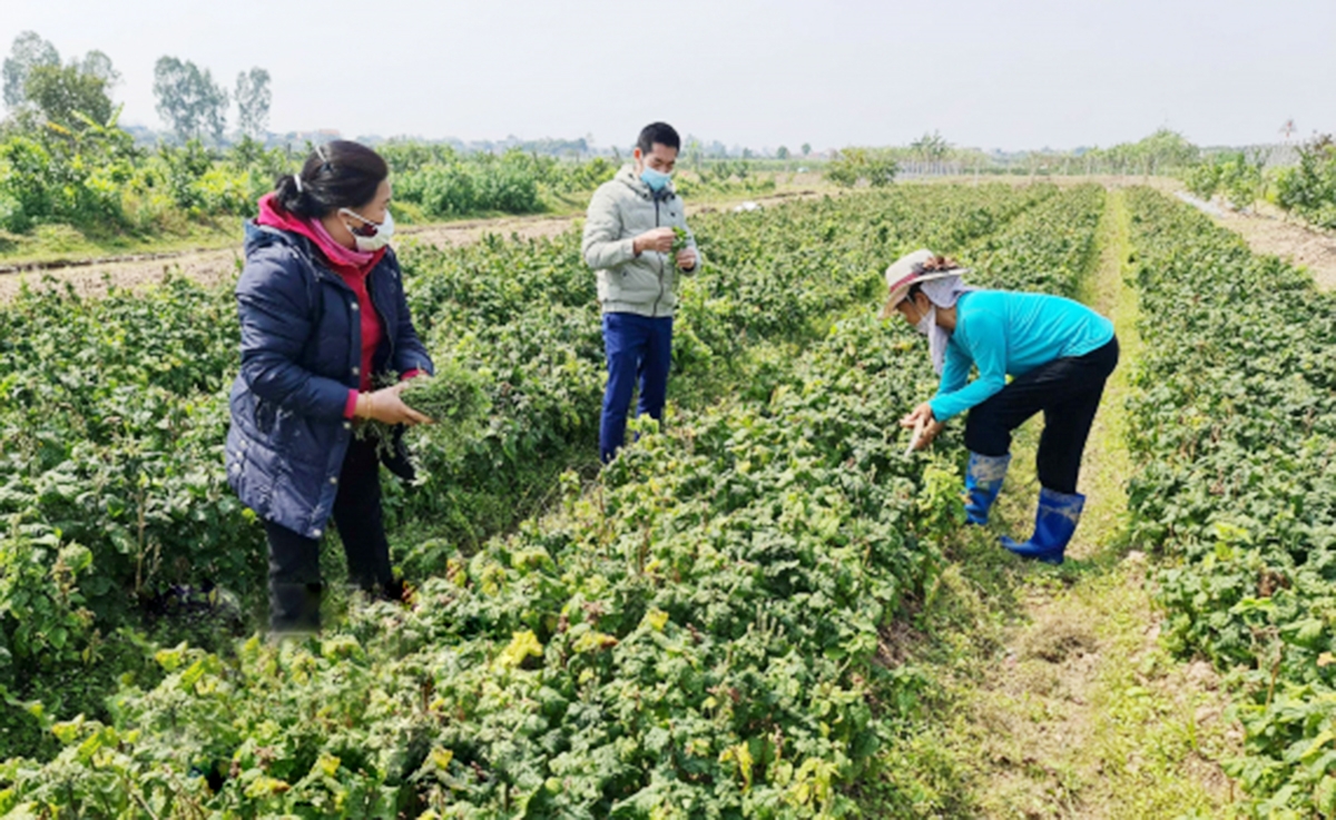 Các HTX thể hiện vai trò tích cực trong liên kết, hỗ trợ thành viên, nông dân liên kết nâng cao giá trị sản xuất &lpar;Ảnh: BTB&rpar;.