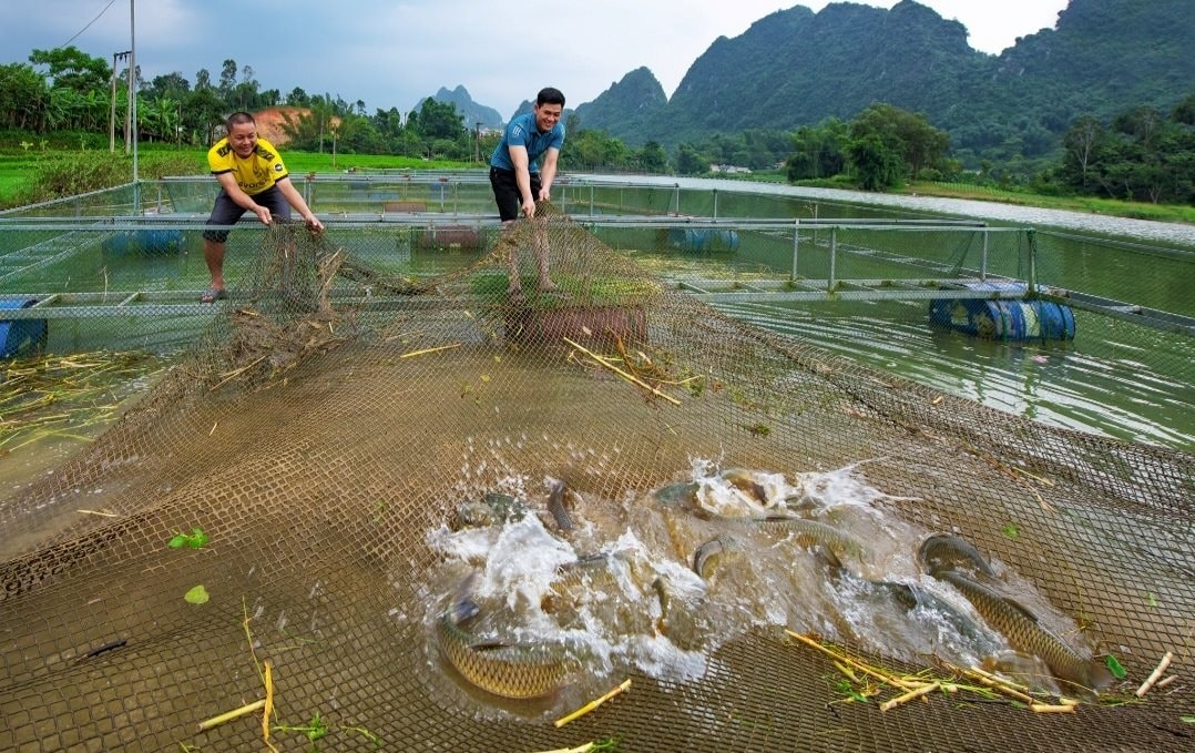 Nuôi cá lồng cho nhiều hộ dân nguồn thu ổn định.