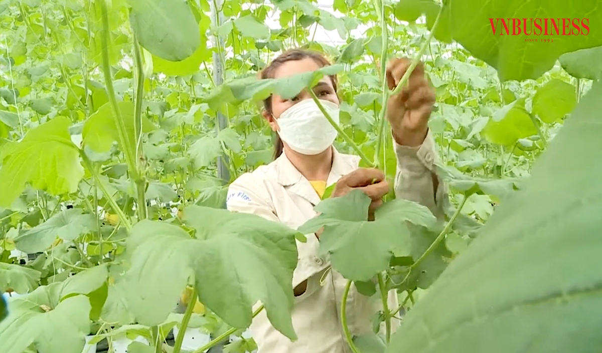 Các HTX trên địa bàn tỉnh Vĩnh Phúc đang tích cực hoàn thiện quy trình sản xuất theo hướng hiện đại.