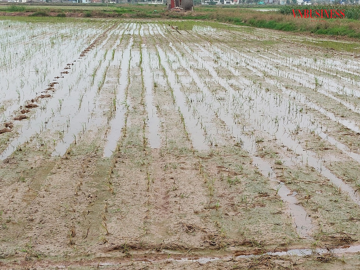Những ruộng lúa cấy đi cấy lại mà vẫn bị chết.
