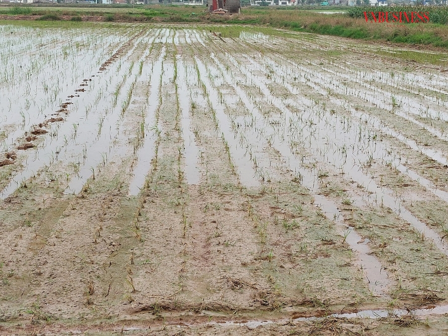 Những ruộng lúa cấy đi cấy lại mà vẫn bị chết.