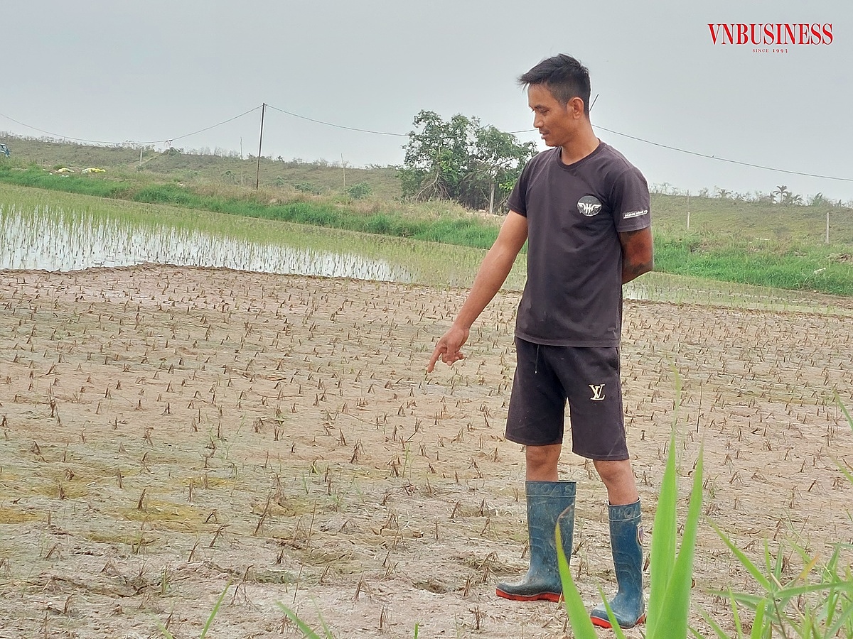 Anh Hậu trên một thửa ruộng bị mặn xâm nhập và thiếu nước đến khô nẻ của gia đình.
