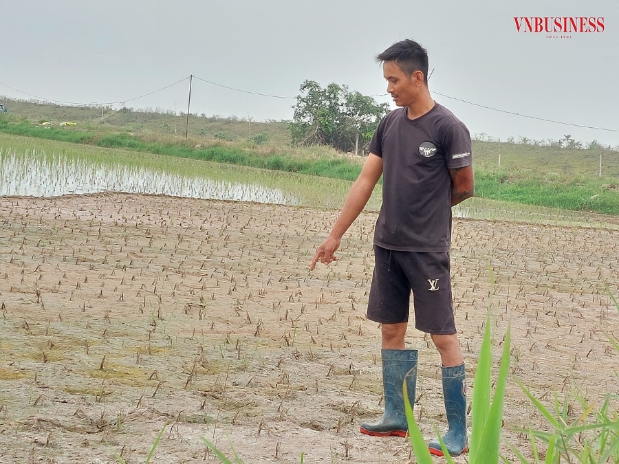 Anh Hậu trên một thửa ruộng bị mặn xâm nhập và thiếu nước đến khô nẻ của gia đình.