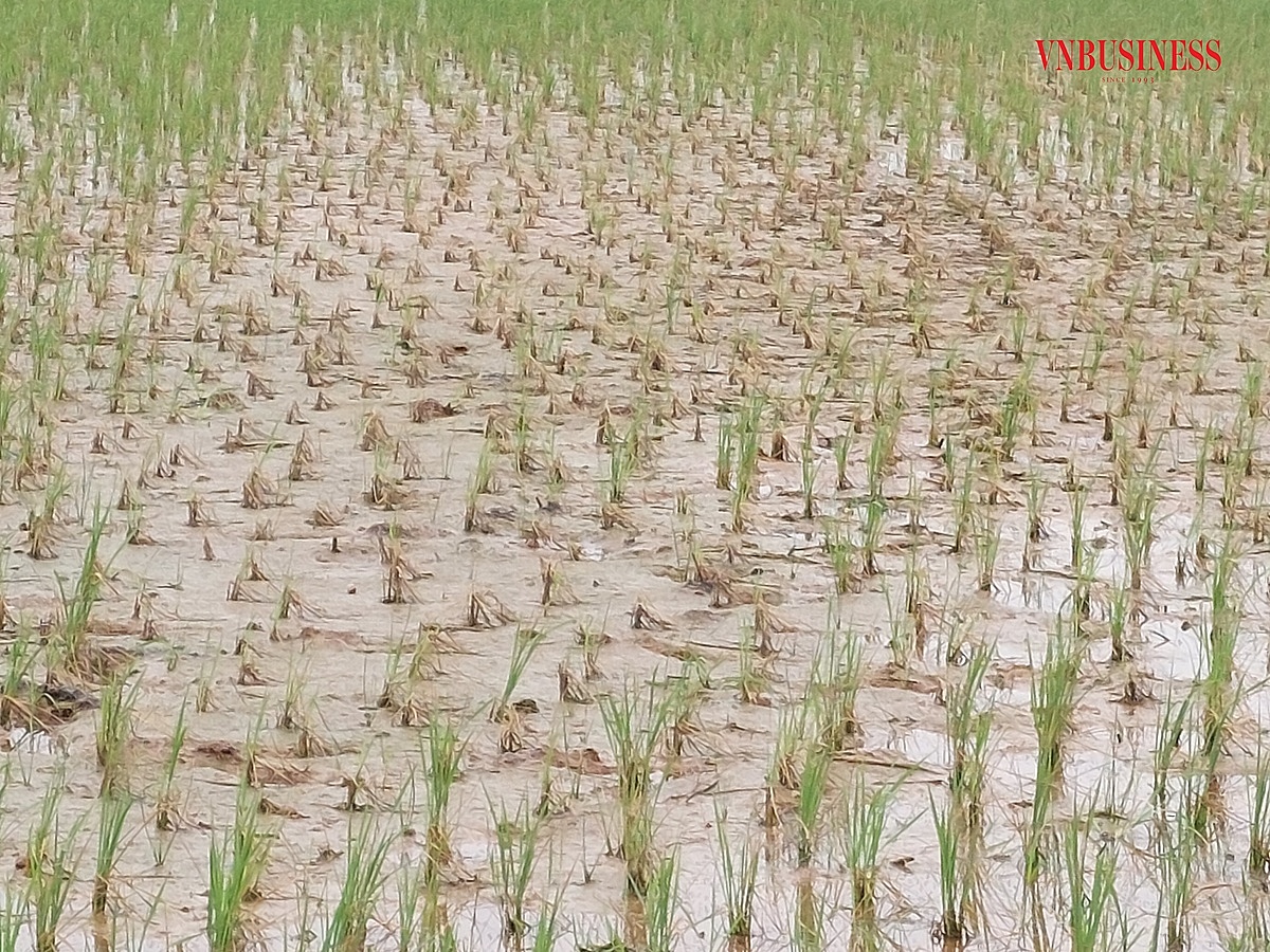 Nhiều diện tích lúa đã lên xanh tốt trong làng tại thôn Đông, xã Ngũ Phúc cũng có dấu hiệu chết dần trong khoảng nửa tháng nay.