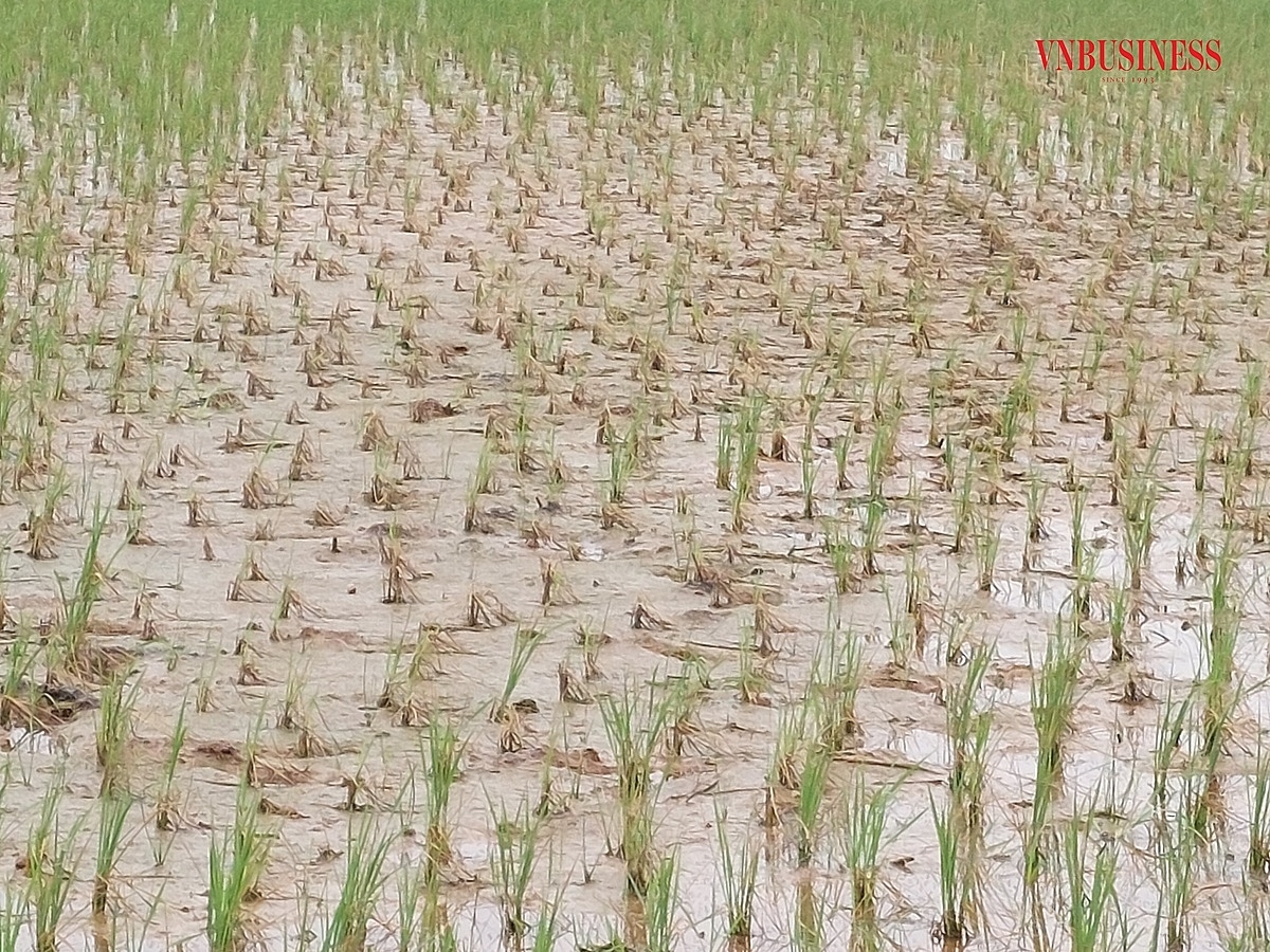 Nhiều diện tích lúa đã lên xanh tốt trong làng tại thôn Đông, xã Ngũ Phúc cũng có dấu hiệu chết dần trong khoảng nửa tháng nay.