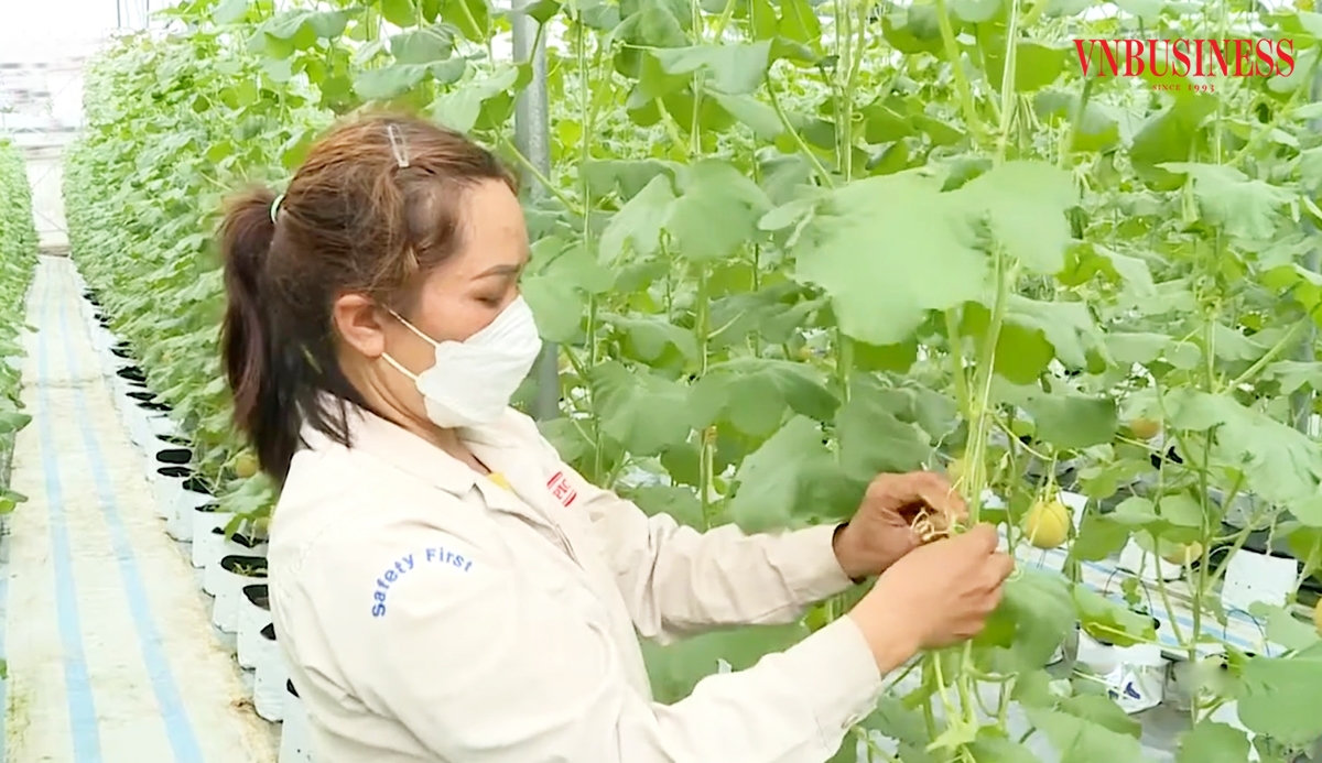 Sản xuất giàu khoa học kỹ thuật giúp nông dân, HTX tại Vĩnh Phúc nâng cao giá trị.