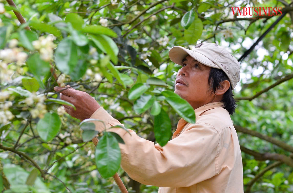 Nhiều HTX đang thể hiện khát vọng cống hiến vào nền kinh tế đất nước. &lpar;Ảnh Mạnh Hòa&rpar;