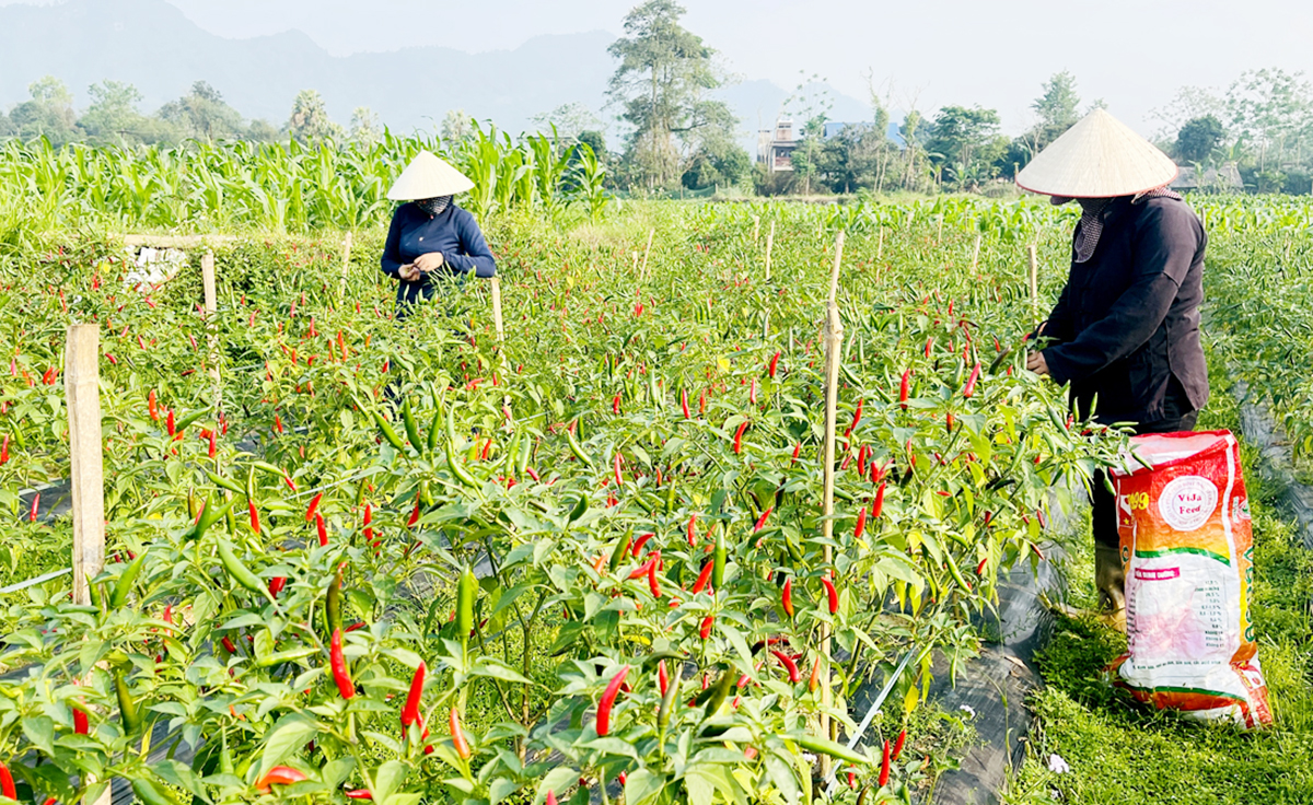 Mạnh dạn chuyển đổi sang những cây trồng mới đang giúp nông dân nhiều địa phương ở Hà Giang thoát nghèo &lpar;Ảnh: BHG&rpar;.