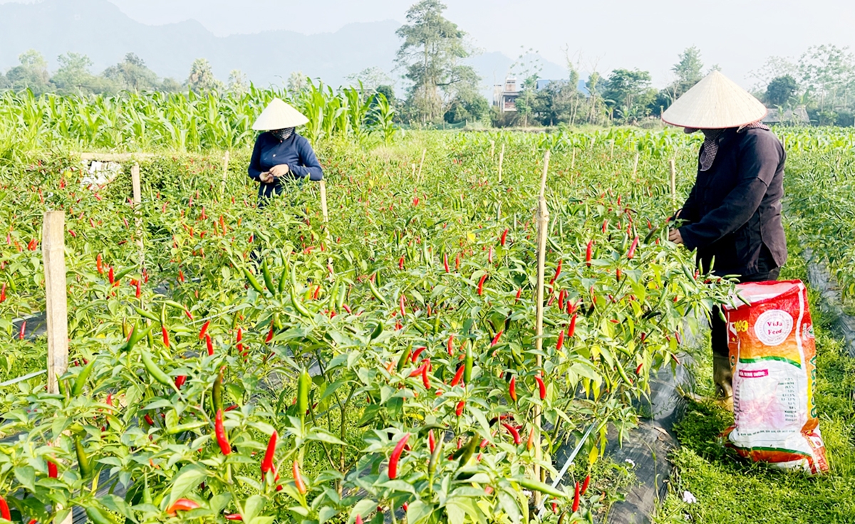 Mạnh dạn chuyển đổi sang những cây trồng mới đang giúp nông dân nhiều địa phương ở Hà Giang thoát nghèo &lpar;Ảnh: BHG&rpar;.