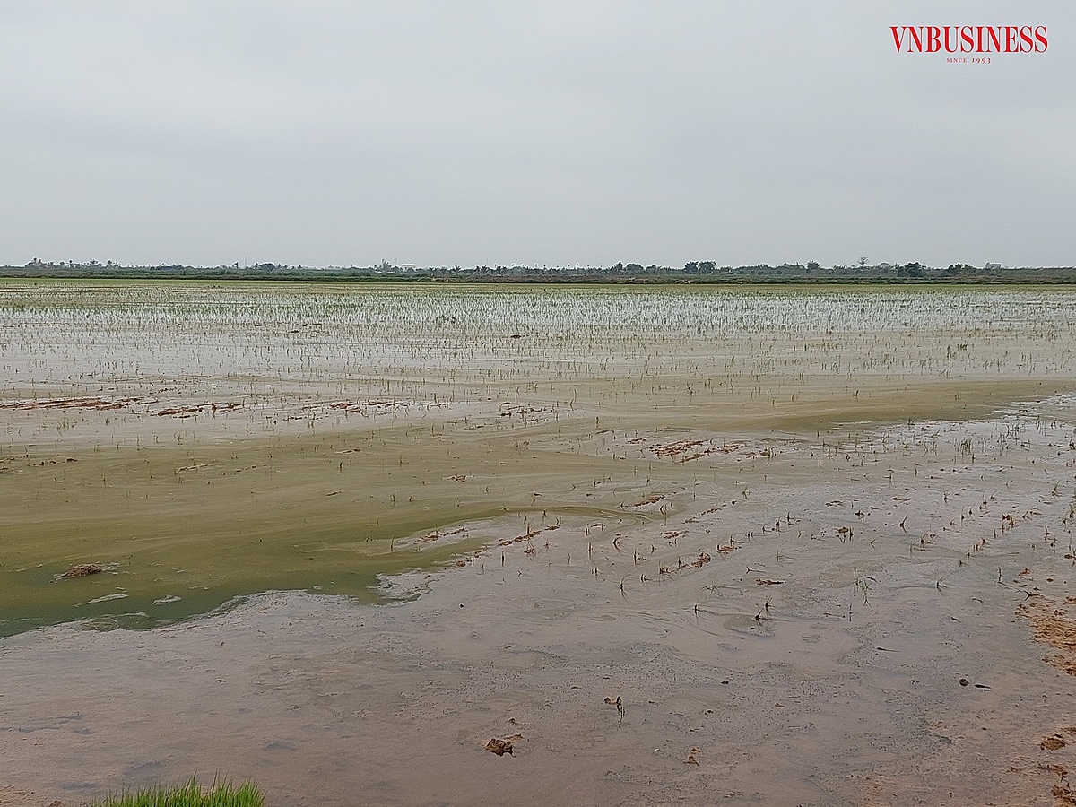Theo người dân tại huyện Kiến Thụy, tình trạng xâm ngập mặn năm nay gây thiệt hại lớn đối với nông nghiệp.