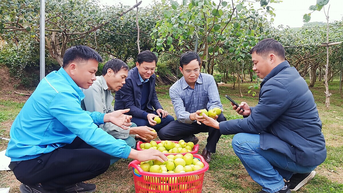 Trồng táo an toàn cho thu nhập cao.