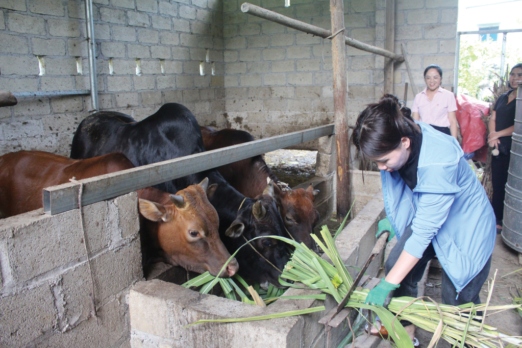 Nhiều hộ gia đình đã nâng cao thu nhập nhờ tham gia HTX.