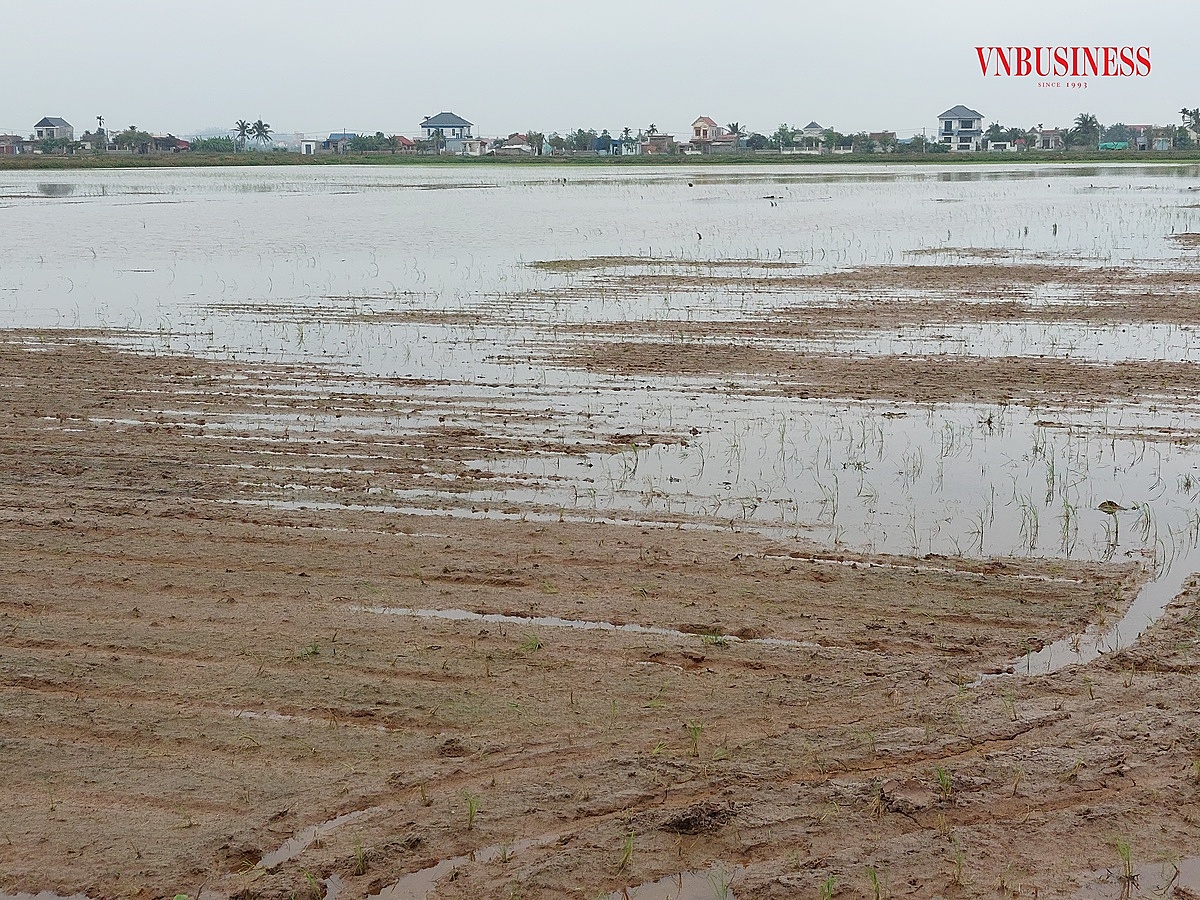 10 mẫu lúa đã cấy lại lần 2 mà vẫn bị xâm nhập mặn xóa sổ của gia đình anh Đức.