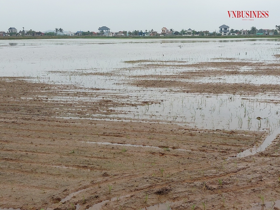 10 mẫu lúa đã cấy lại lần 2 mà vẫn bị xâm nhập mặn xóa sổ của gia đình anh Đức.