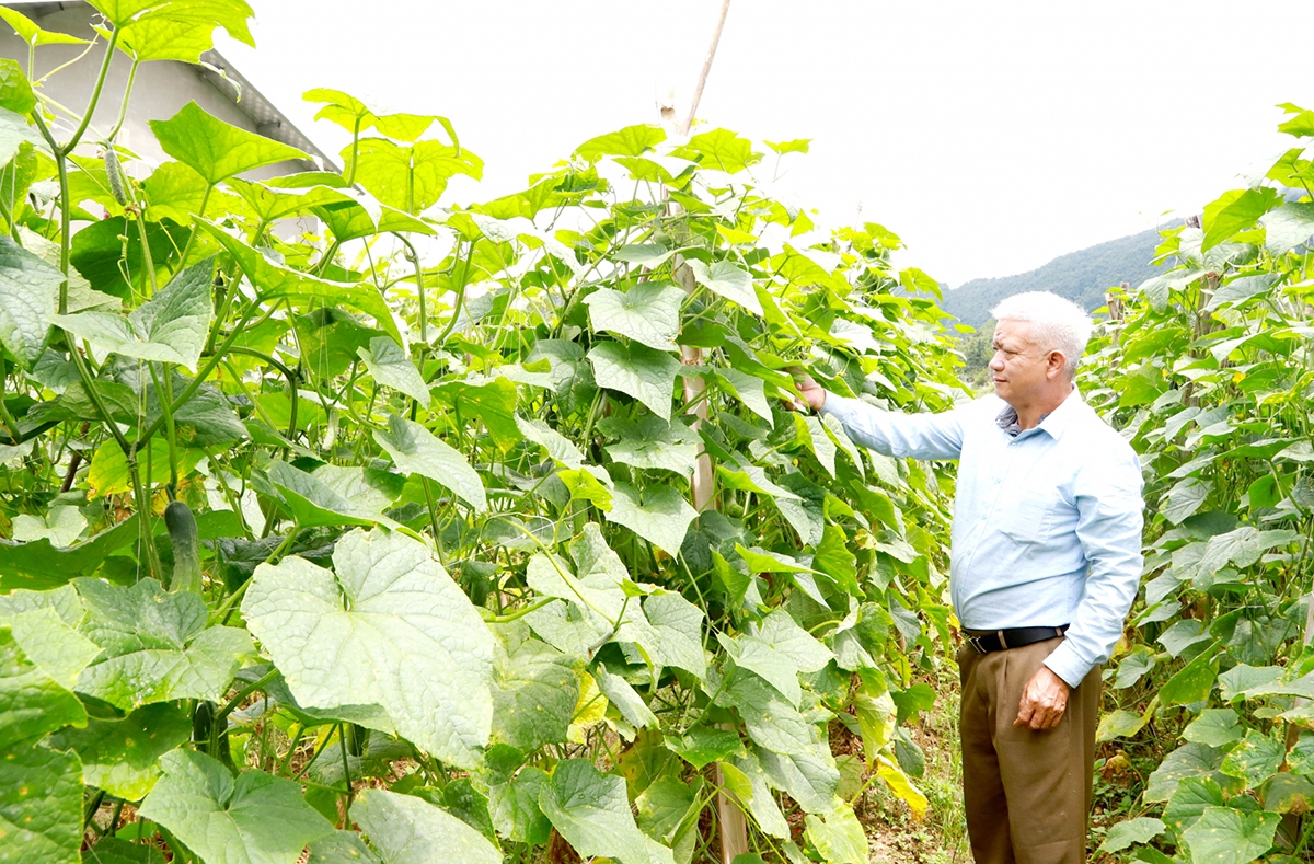 Các HTX ngày càng thể hiện vai trò điểm tựa giúp nông dân các địa phương tỉnh Hà Giang phát triển sản xuất &lpar;Ảnh: BHG&rpar;.